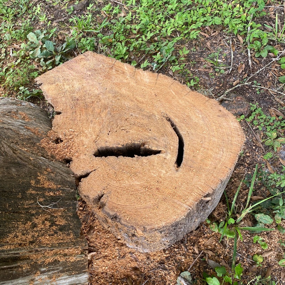 Natural Wooden Tree Stump Decor